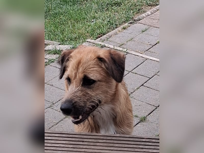 Nala wartet in 97513 Michelau