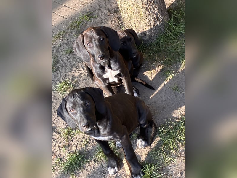 Rhodesien Ridgeback und Englisch Pointer mix
