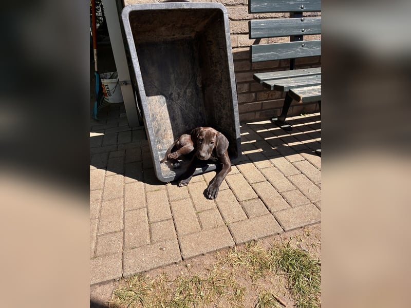 Rhodesien Ridgeback und Englisch Pointer mix