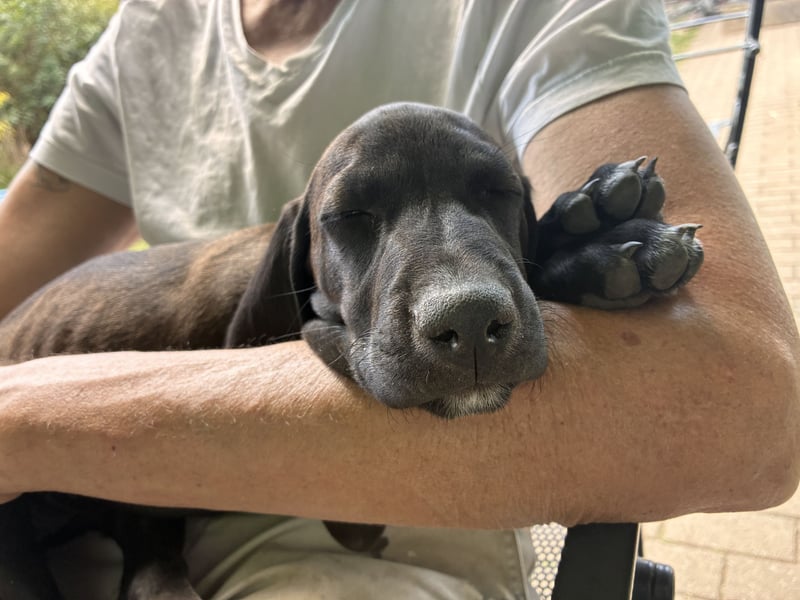 Rhodesien Ridgeback und Englisch Pointer mix