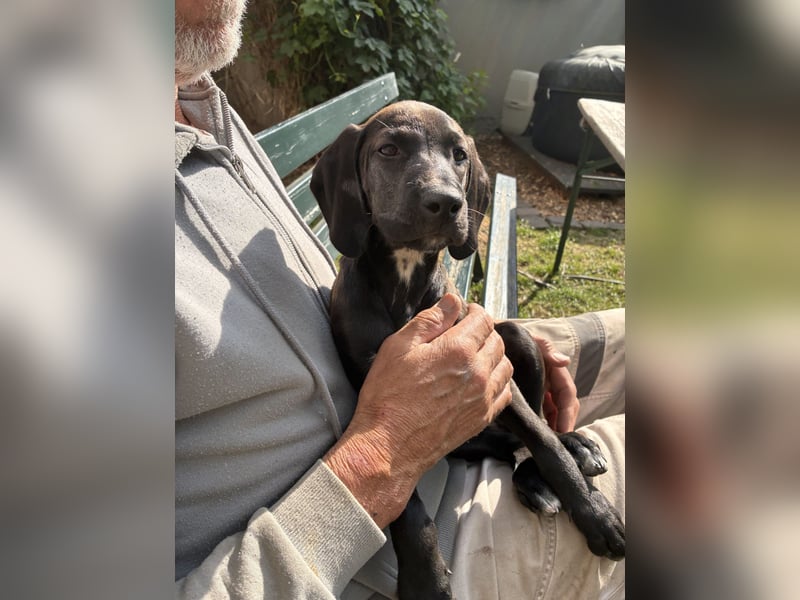 Rhodesien Ridgeback und Englisch Pointer mix