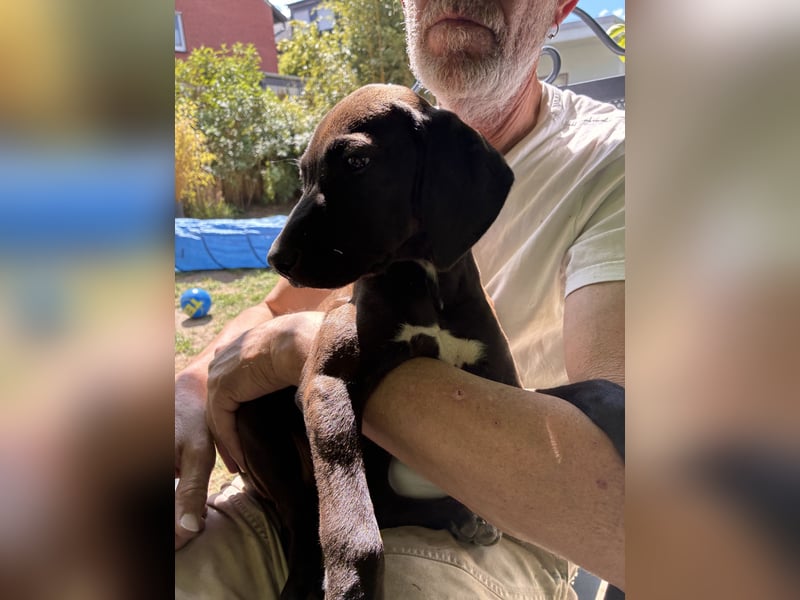 Rhodesien Ridgeback und Englisch Pointer mix