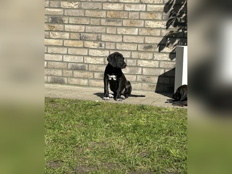 Rhodesien Ridgeback und Englisch Pointer mix