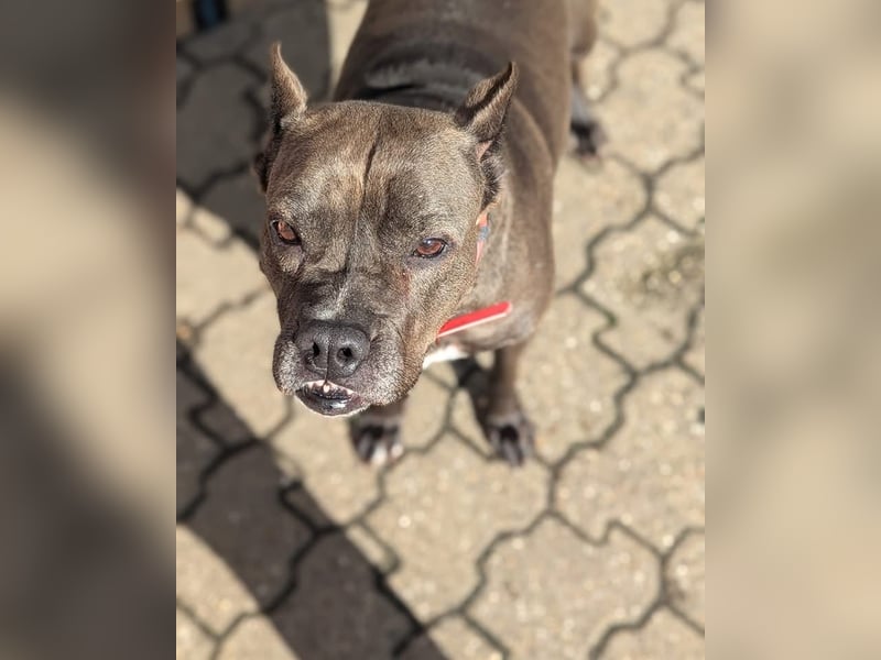 Arlette sucht Gnadenplatz