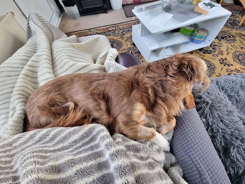 Winnie, Gnadenplatz gesucht, PS in 31633 Leese