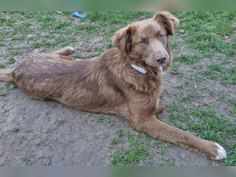 Klara, toller Hund sucht tolle Menschen, PS 86633 Neuburg a.d.Donau