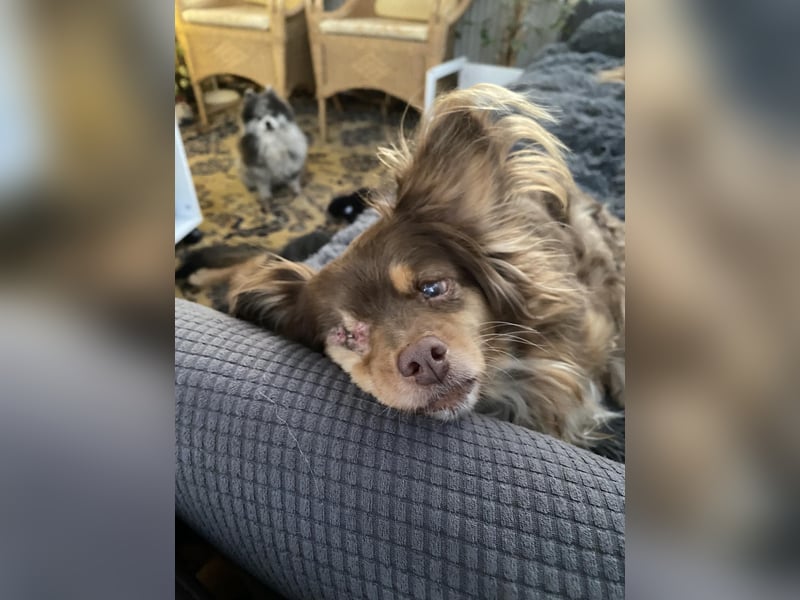 Winnie, Gnadenplatz gesucht, PS in 31633 Leese