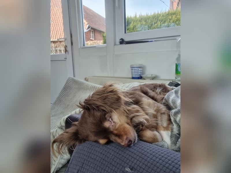 Winnie, Gnadenplatz gesucht, PS in 31633 Leese