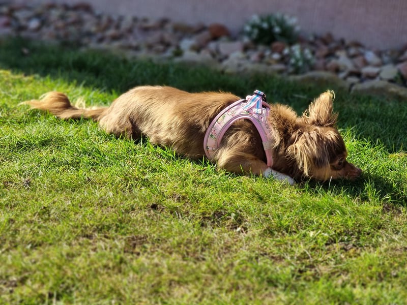 Winnie, Gnadenplatz gesucht, PS in 31633 Leese
