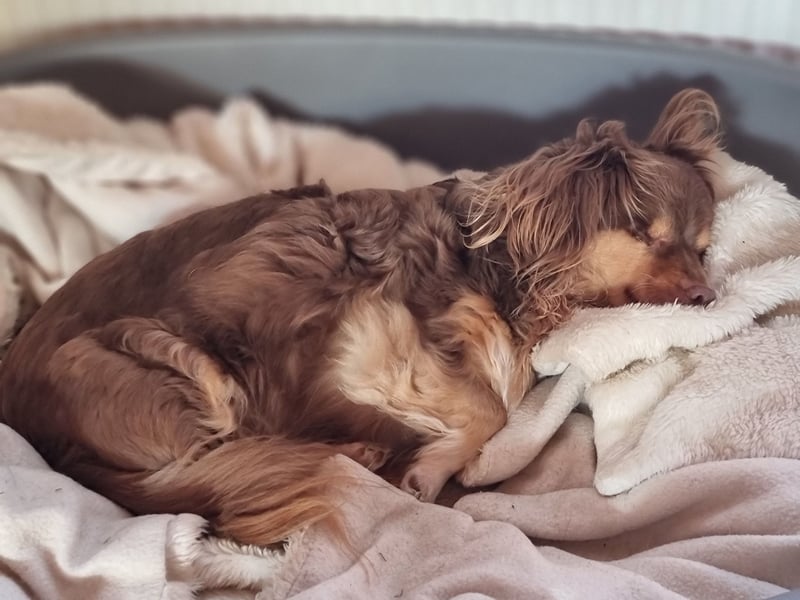 Winnie, Gnadenplatz gesucht, PS in 31633 Leese