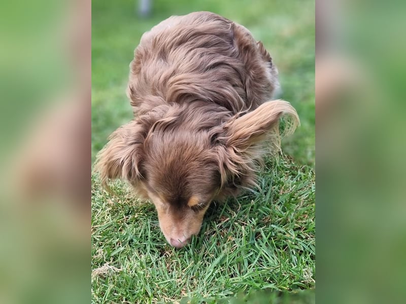 Winnie, Gnadenplatz gesucht, PS in 31633 Leese