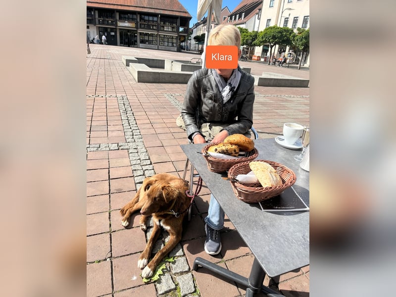 Klara, wunderschöne Junghündin sucht ihr Zuhause, PS in 86633 Neuburg