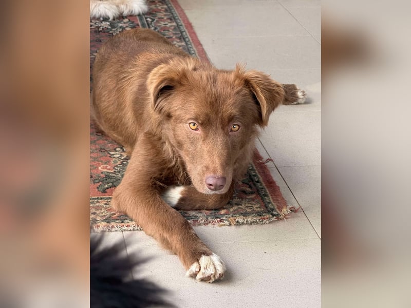 Klara, toller Hund sucht tolle Menschen, PS 86633 Neuburg a.d.Donau