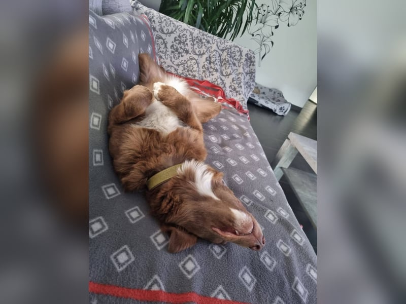 Klara, toller Hund sucht tolle Menschen, PS 86633 Neuburg a.d.Donau