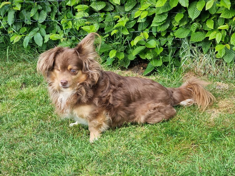 Winnie, Gnadenplatz gesucht, PS in 31633 Leese