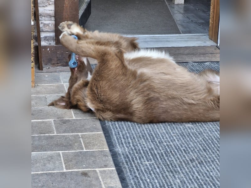 Klara, toller Hund sucht tolle Menschen, PS 86633 Neuburg a.d.Donau
