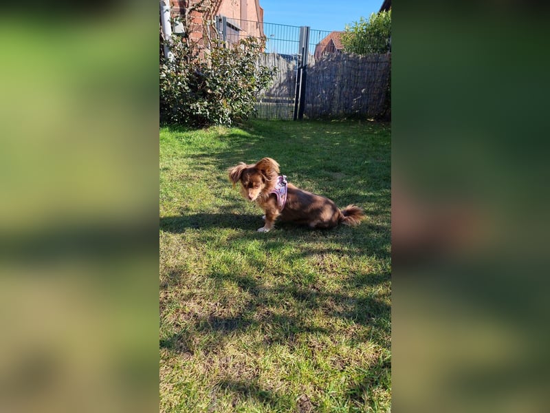 Winnie, Gnadenplatz gesucht, PS in 31633 Leese