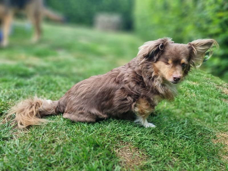 Winnie, Gnadenplatz gesucht, PS in 31633 Leese