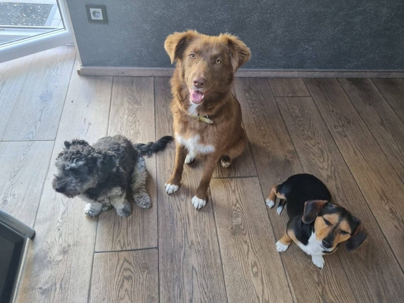 Klara, toller Hund sucht tolle Menschen, PS 86633 Neuburg a.d.Donau