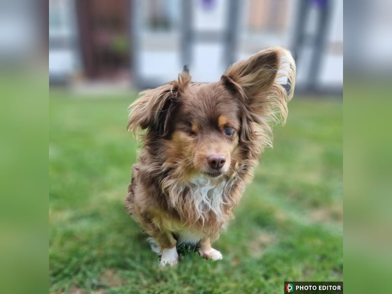Winnie, Gnadenplatz gesucht, PS in 31633 Leese