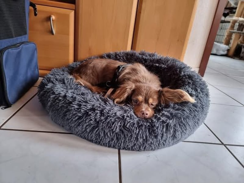 Winnie, Gnadenplatz gesucht, PS in 31633 Leese