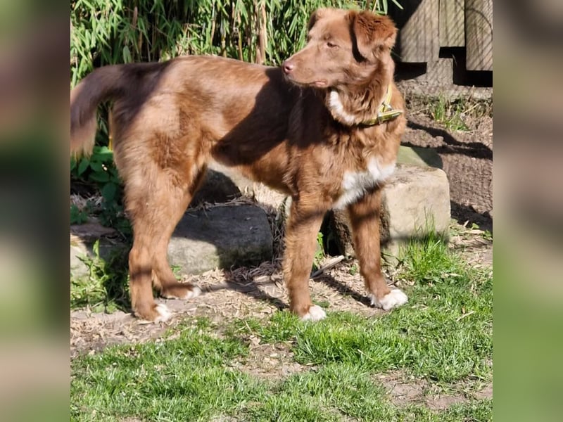 Klara, toller Hund sucht tolle Menschen, PS 86633 Neuburg a.d.Donau