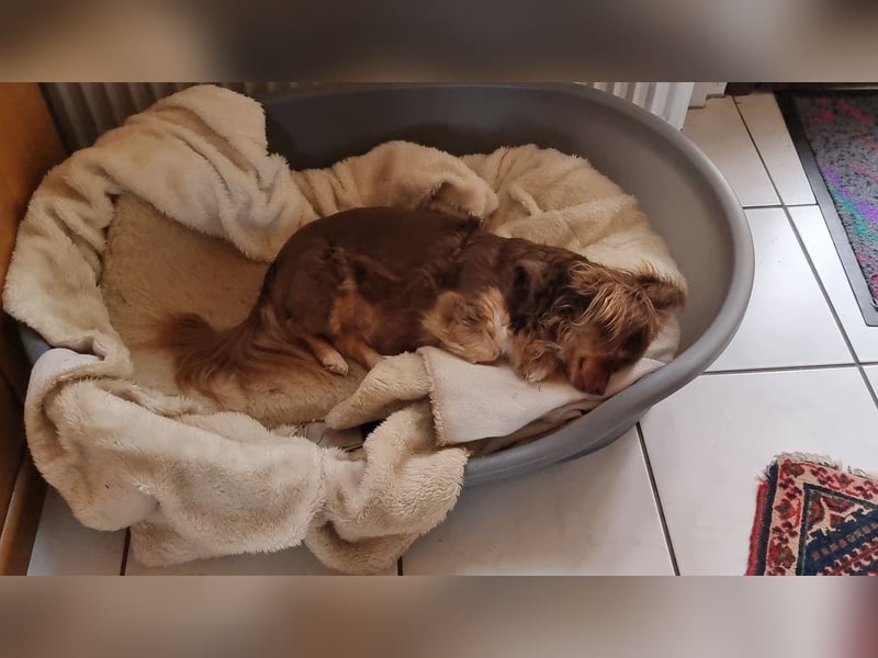 Winnie, Gnadenplatz gesucht, PS in 31633 Leese