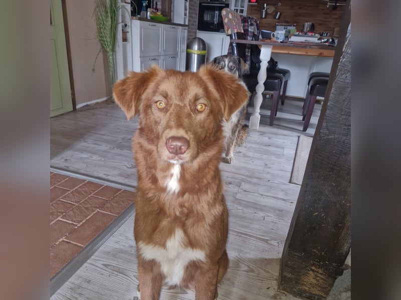 Klara, toller Hund sucht tolle Menschen, PS 86633 Neuburg a.d.Donau