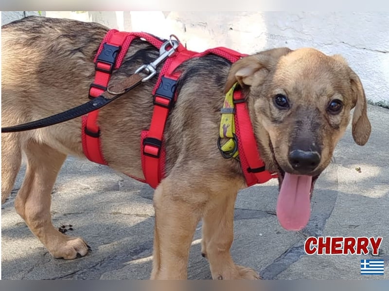Cherry,geb.03/25,hübsches Mischlingsmädel sucht ihre Familie