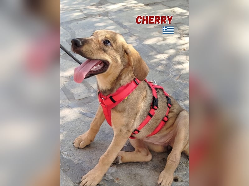 Cherry,geb.03/25,hübsches Mischlingsmädel sucht ihre Familie