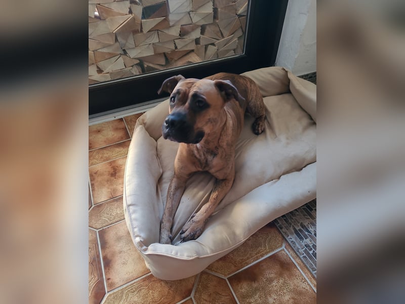 Boxer-Mix Hündin
