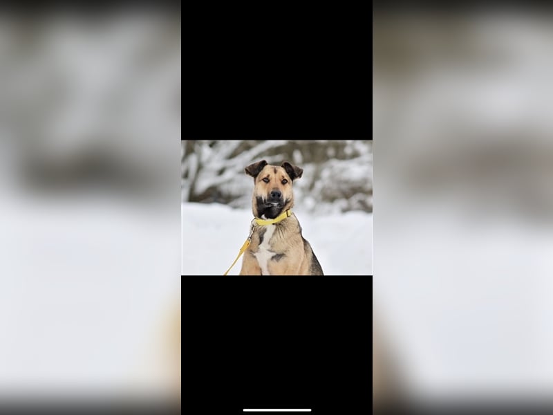 Emma sucht ein Zuhause (1,5)