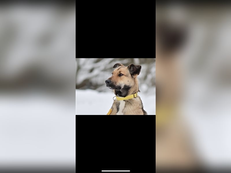 Emma sucht ein Zuhause (1,5)