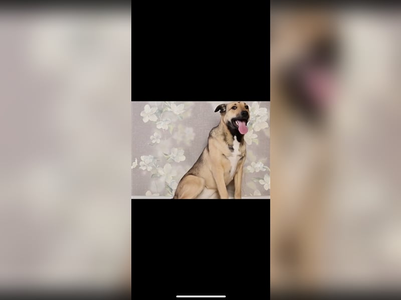 Emma sucht ein Zuhause (1,5)