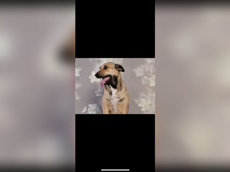 Emma sucht ein Zuhause (1,5)