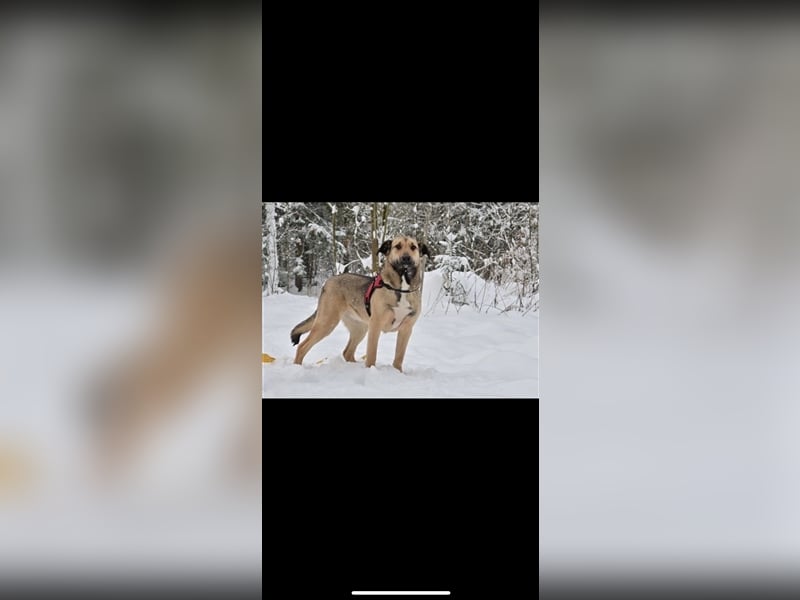 Emma sucht ein Zuhause (1,5)