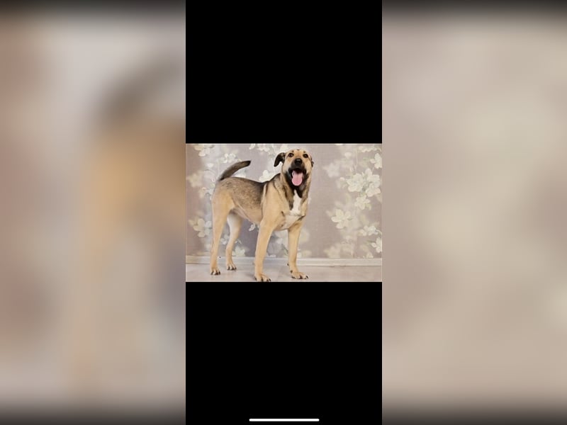 Emma sucht ein Zuhause (1,5)
