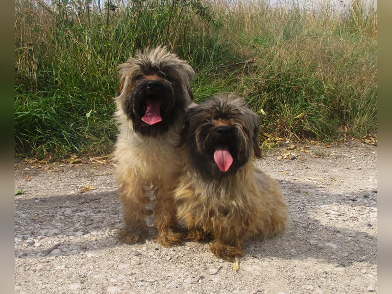 2 Yorkshire Terrier (Yorki) Mix Hündinnen