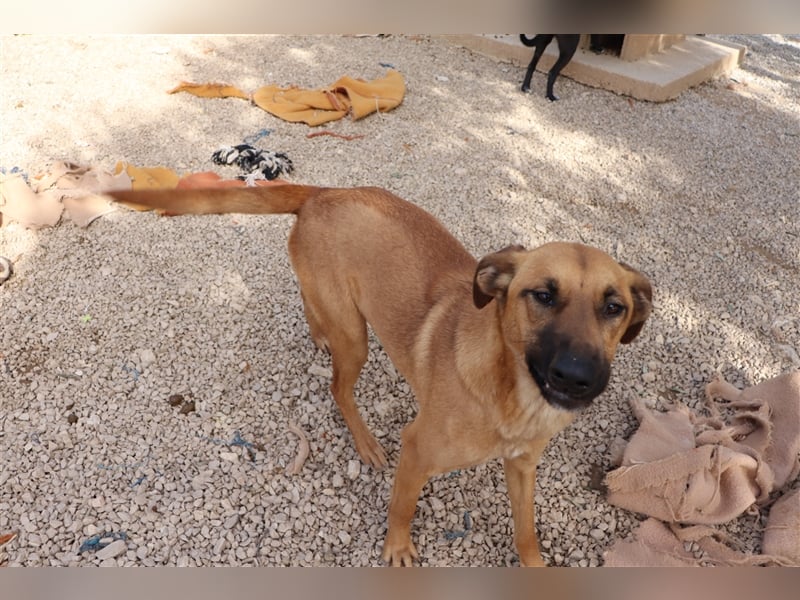 Zeta Junghund Schäferhund Mischling Mischlingshündin Hündin sucht Zuhause oder Pflegestelle