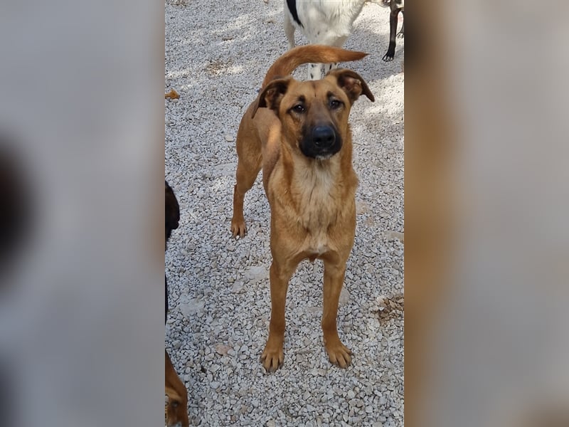 Zeta Junghund Schäferhund Mischling Mischlingshündin Hündin sucht Zuhause oder Pflegestelle