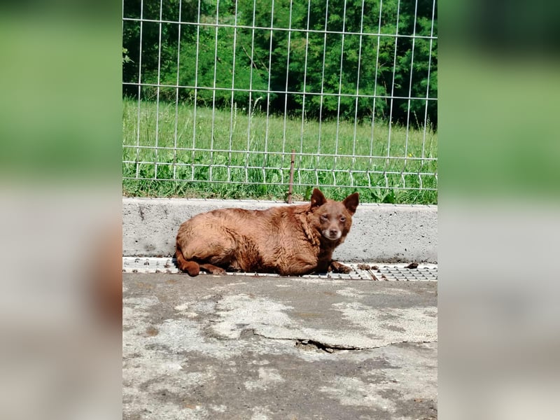 Babsi Mischling Hündin sucht Zuhause oder Pflegestelle