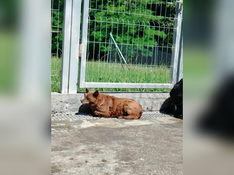 Babsi Mischling Hündin sucht Zuhause oder Pflegestelle