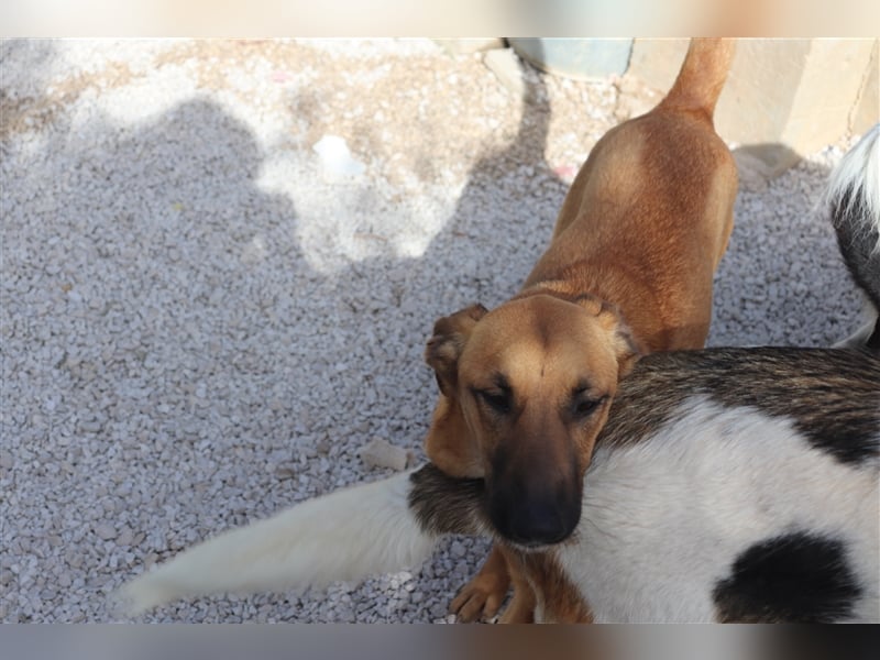 Zeta Junghund Schäferhund Mischling Mischlingshündin Hündin sucht Zuhause oder Pflegestelle