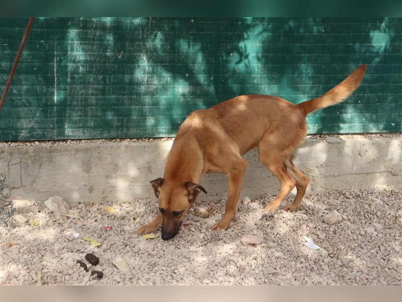 Zeta Junghund Schäferhund Mischling Mischlingshündin Hündin sucht Zuhause oder Pflegestelle