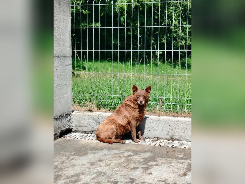 Babsi Mischling Hündin sucht Zuhause oder Pflegestelle