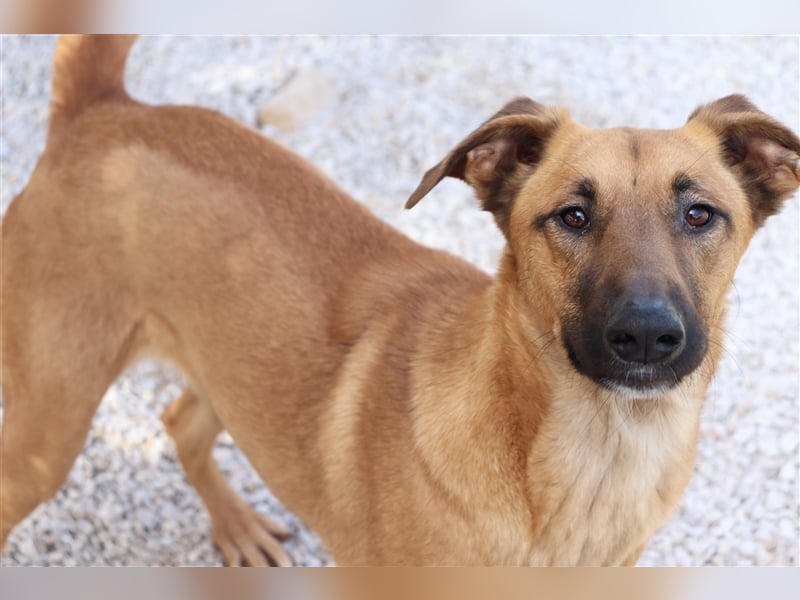 Zeta Junghund Schäferhund Mischling Mischlingshündin Hündin sucht Zuhause oder Pflegestelle