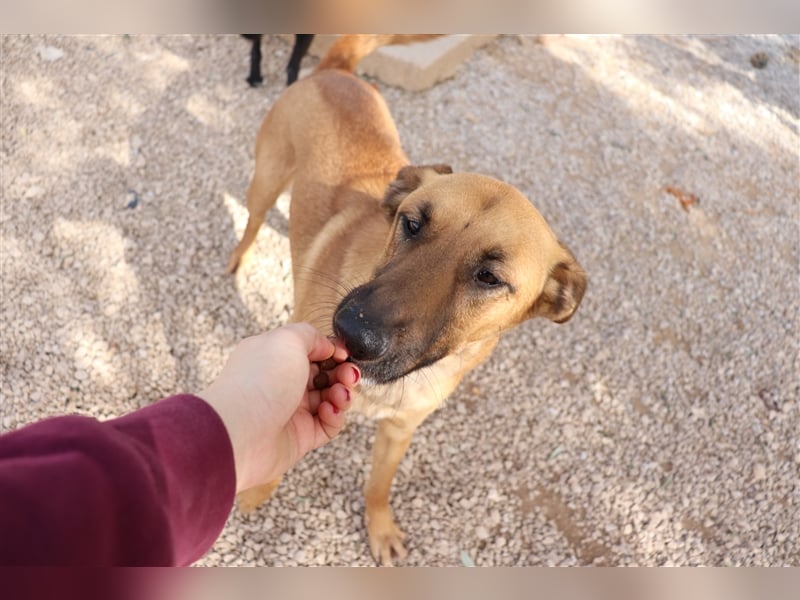 Zeta Junghund Schäferhund Mischling Mischlingshündin Hündin sucht Zuhause oder Pflegestelle