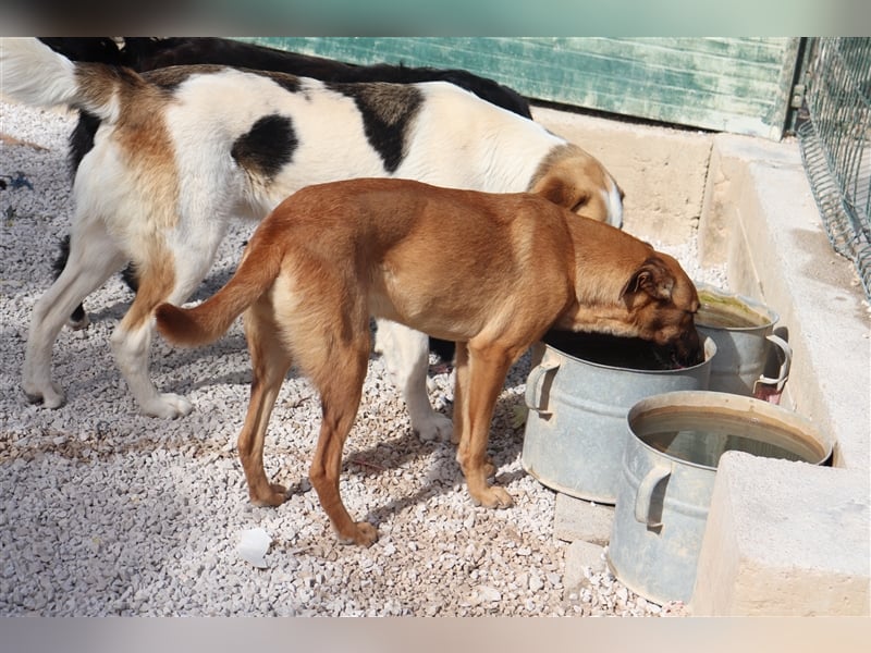Zeta Junghund Schäferhund Mischling Mischlingshündin Hündin sucht Zuhause oder Pflegestelle