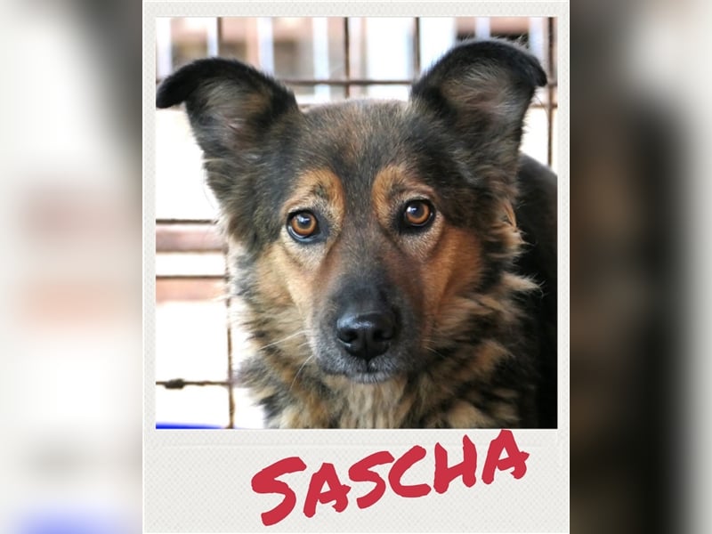 Sascha - schüchterne Hündin