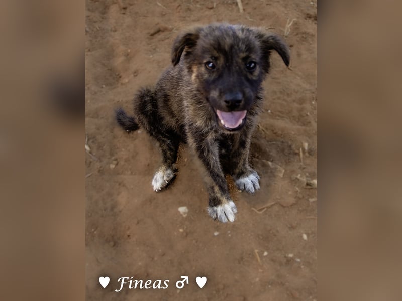Fiona und Fineas suchen ab Anfang August ein Zuhause